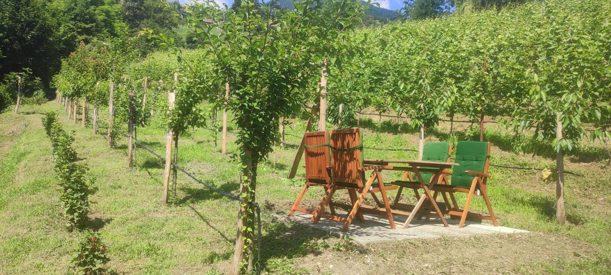 Janas Bolzano Mountain Apartment Tesimo Kültér fotó